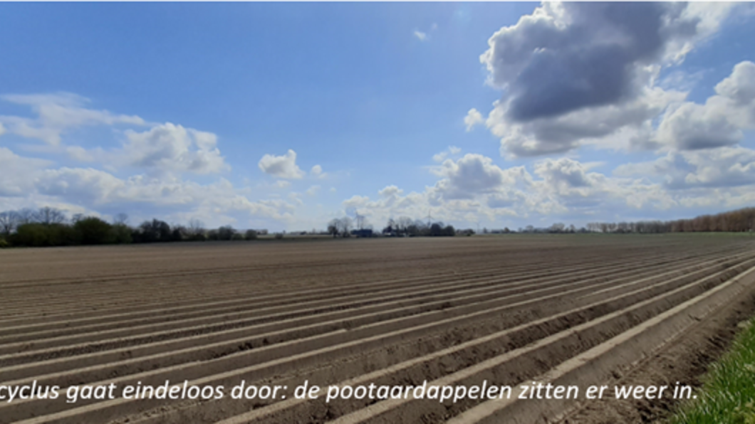 Aardappelveld
