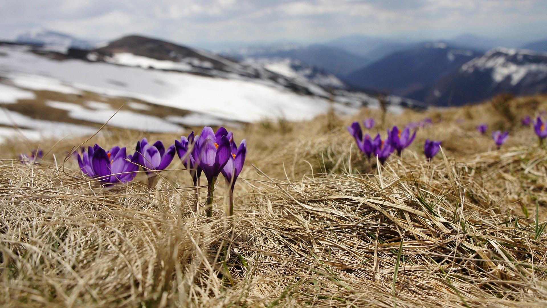 Crocusjes